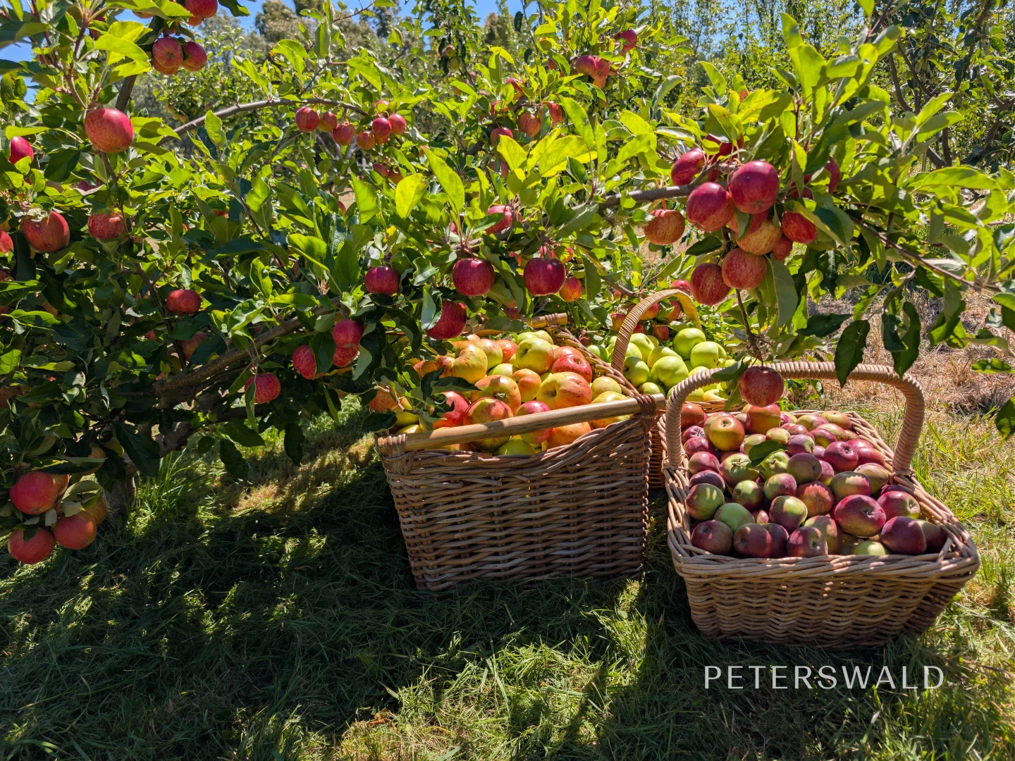 Additional image 23 of 38 Jacombe Street, Richmond TAS 7025