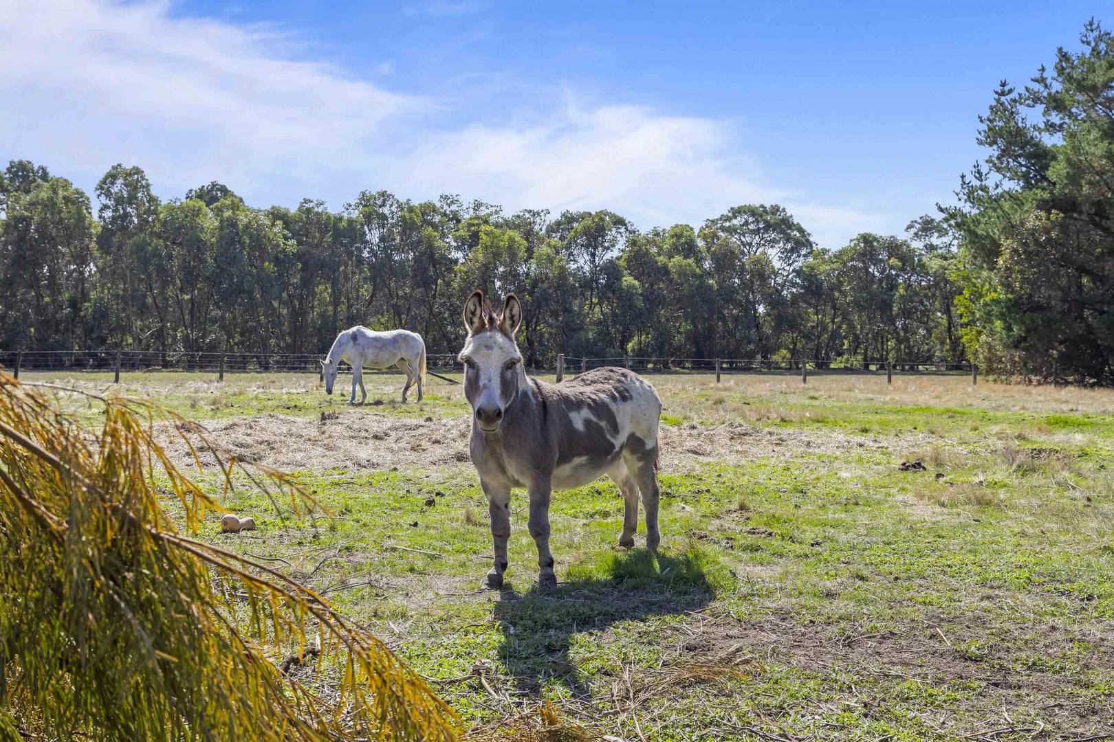 Additional image 30 of 155 Waddell Road, Smythes Creek VIC 3351