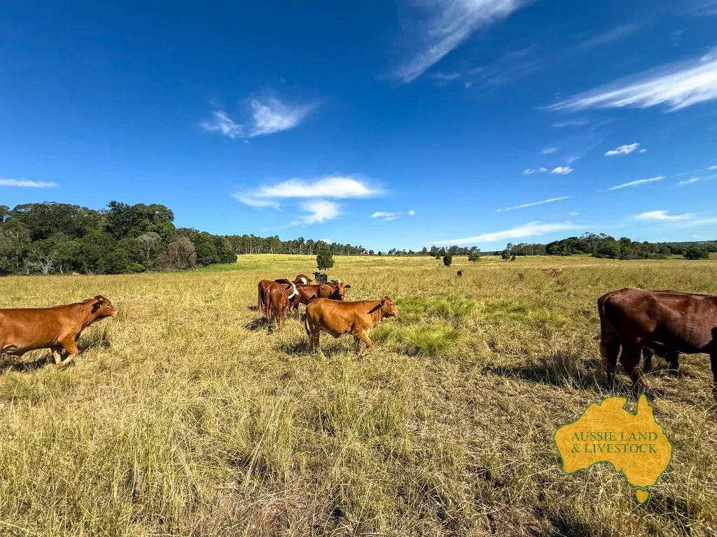 Additional image 63 of 268 Back Creek Road, Stalworth QLD 4613