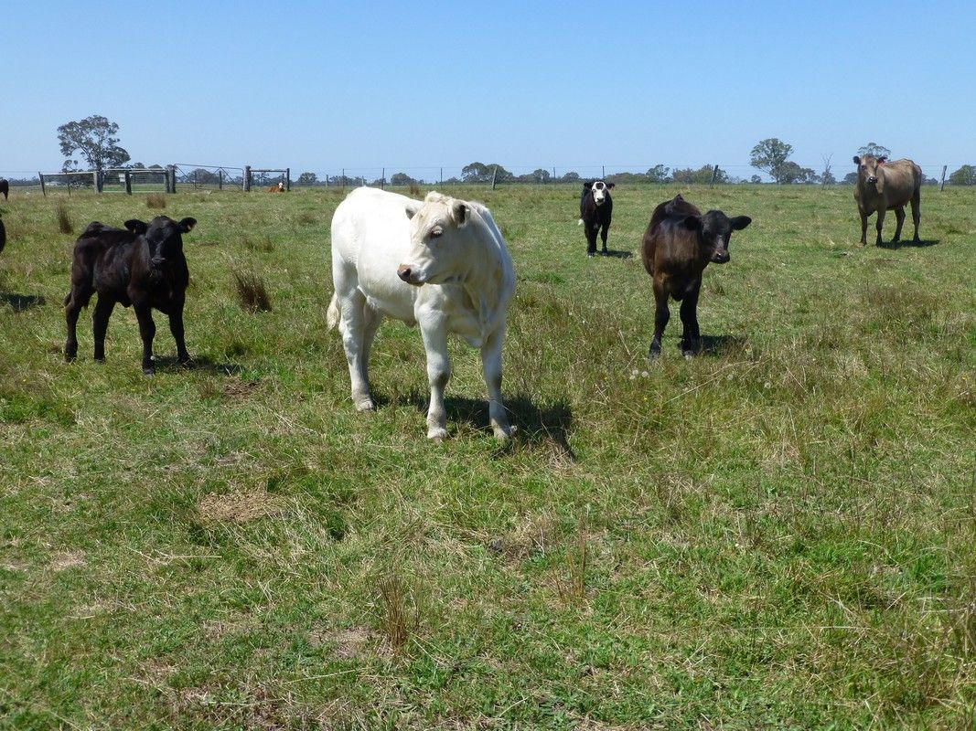 1040 Boundary Road, Lindenow South VIC 3875, Image 1