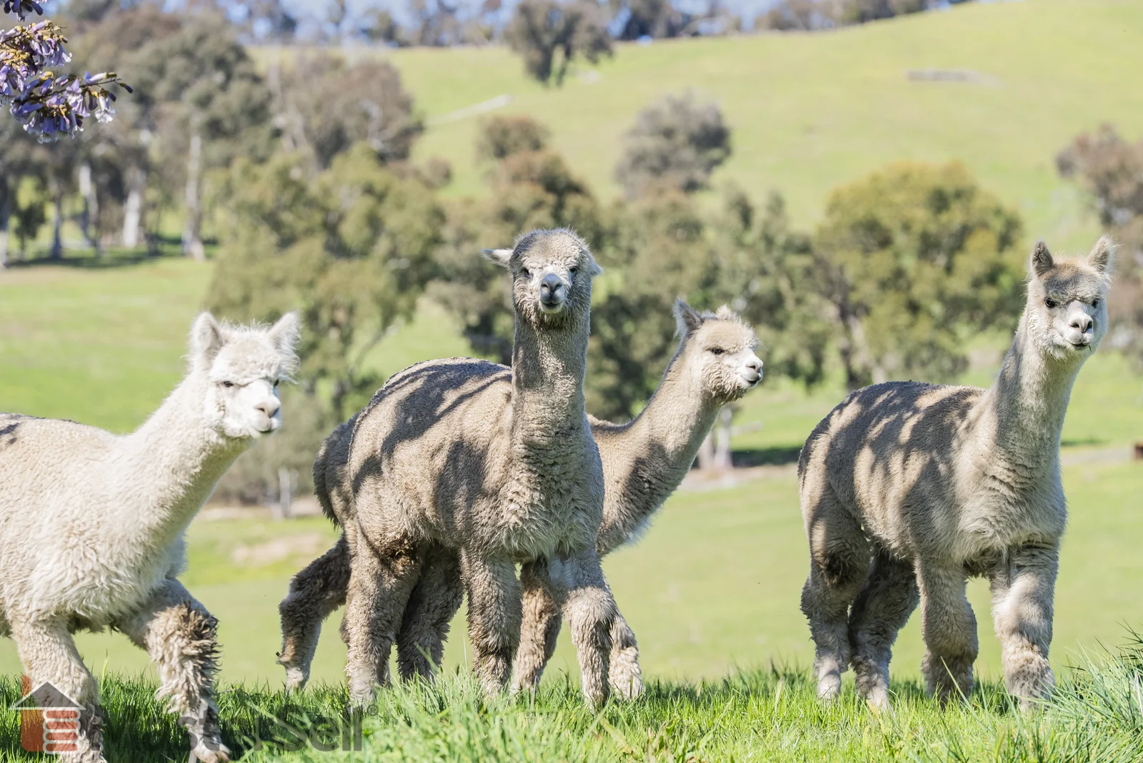 Additional image 7 of 172 Murray’s Crossing Road, Tumbarumba NSW 2653