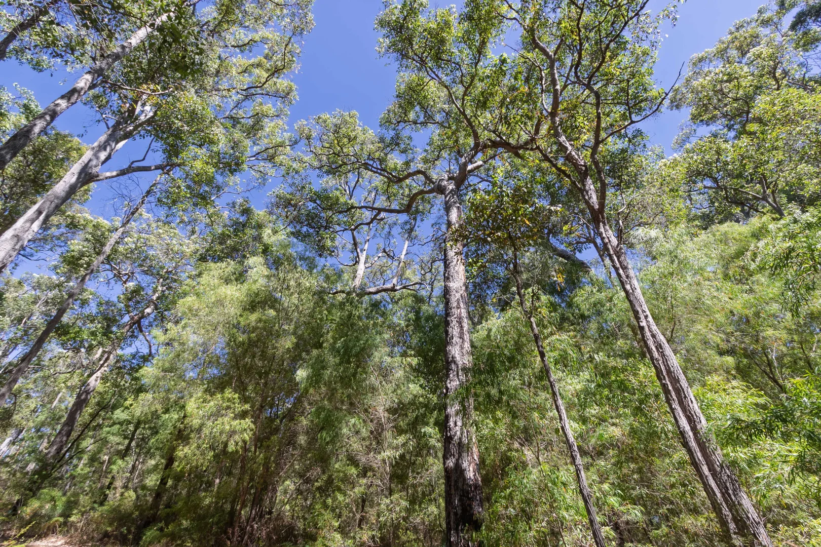 Additional image 10 of Lot 52 Karri Lane, Quinninup WA 6258