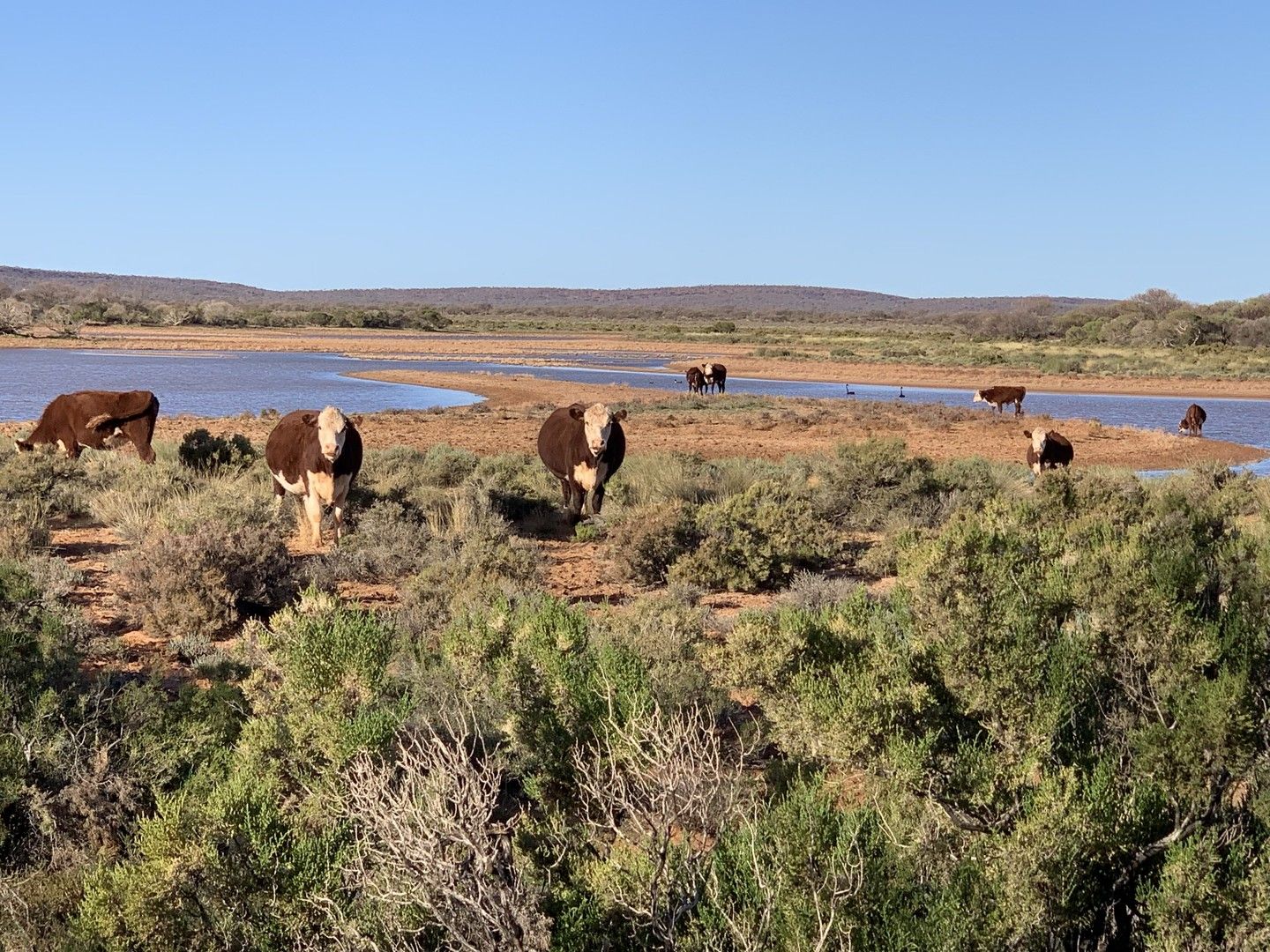 Cunyu Station, Wiluna WA 6646, Image 0