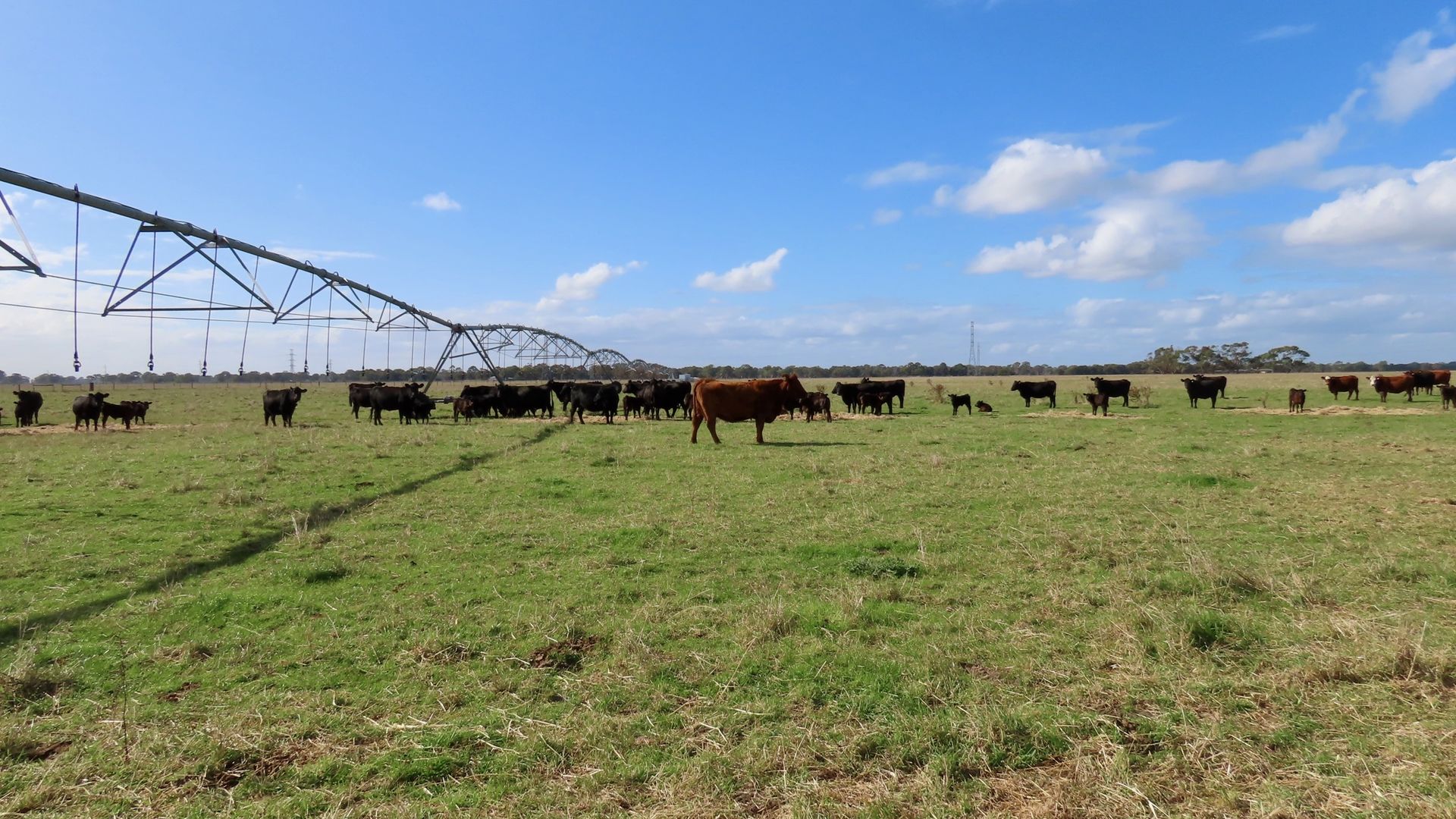 1324 Old Kalangadoo-Penola Rd, Penola SA 5277, Image 1