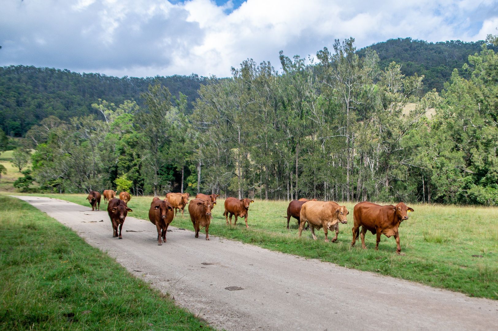 Laceys Creek QLD 4521, Image 1