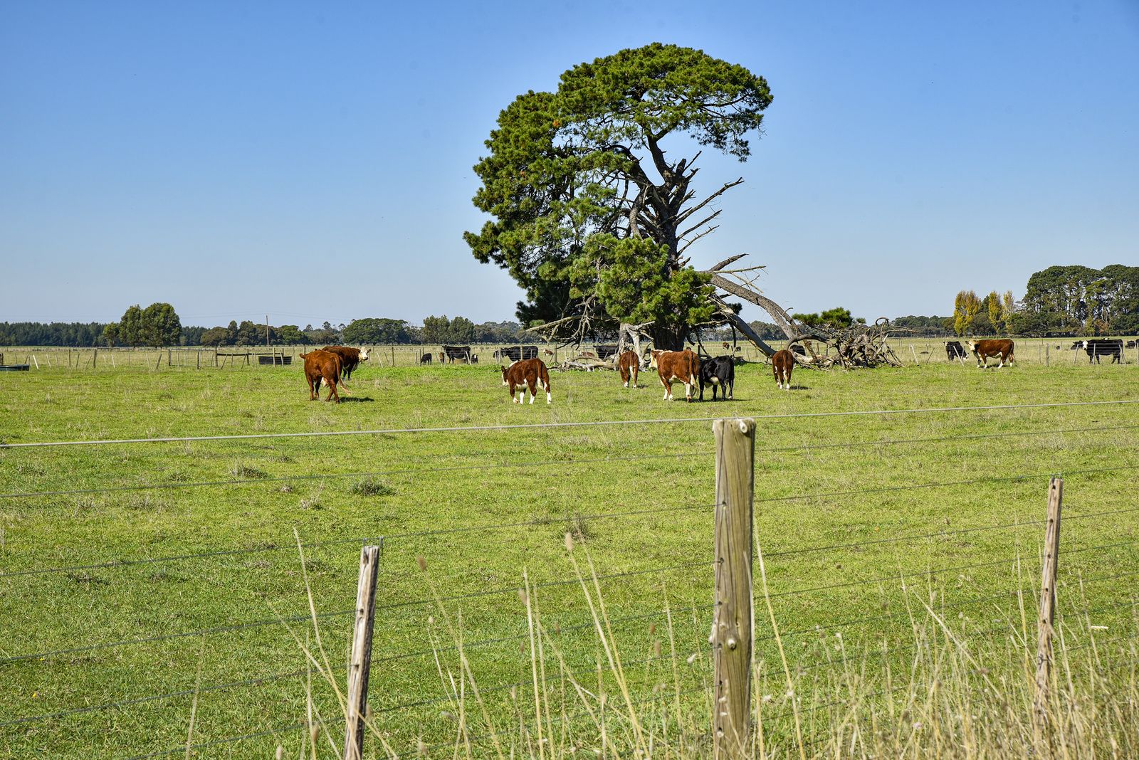 91 Riddoch Highway, Mingbool SA 5291, Image 1