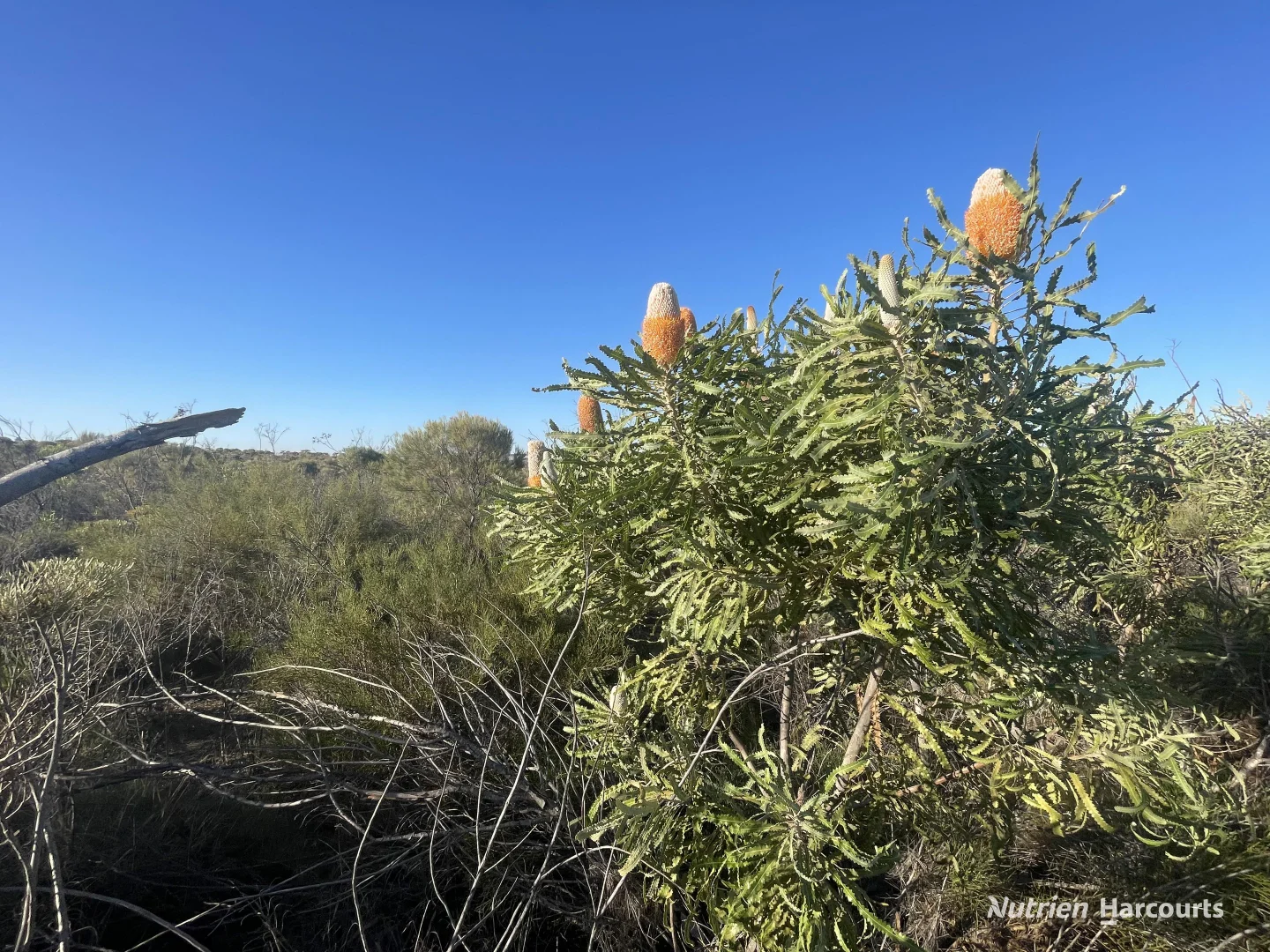 Image 12