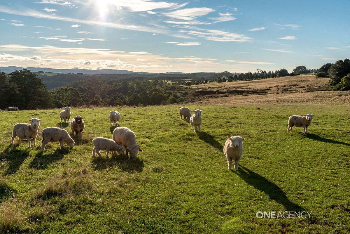 1258 Oldina Road, Oldina TAS 7325, Image 2