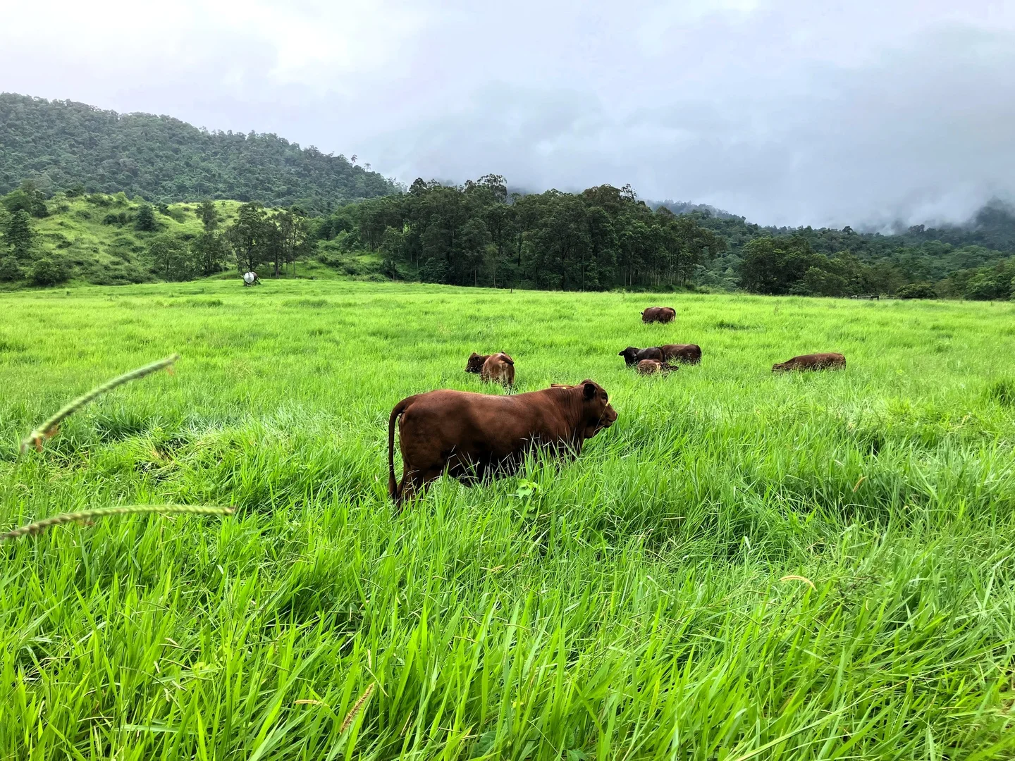 Additional image 2 of Gorge Road, Finch Hatton QLD 4756