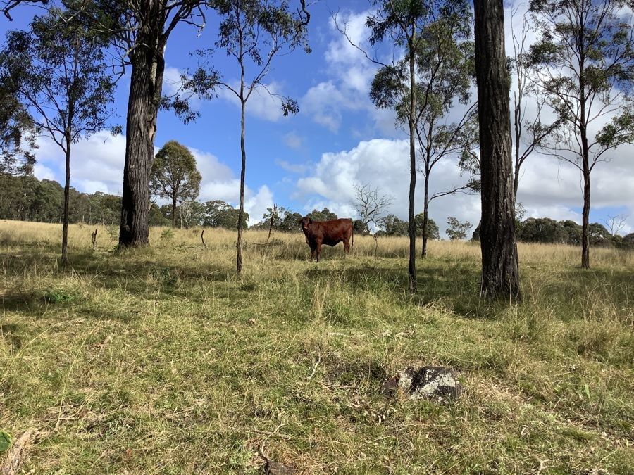 353 McLean Road, Pechey QLD 4352, Image 2