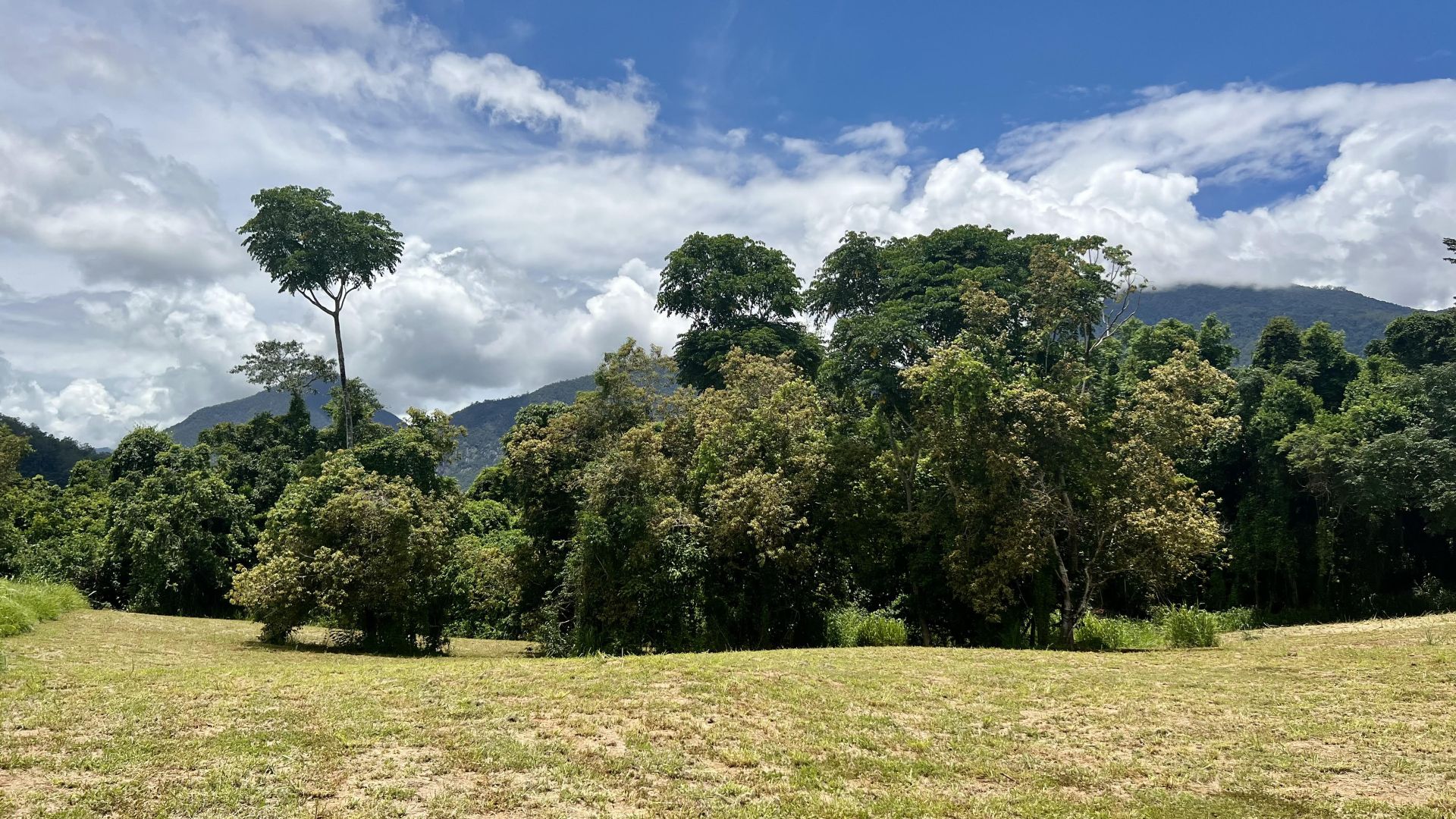 168 Catalano Access, Goldsborough QLD 4865 Domain