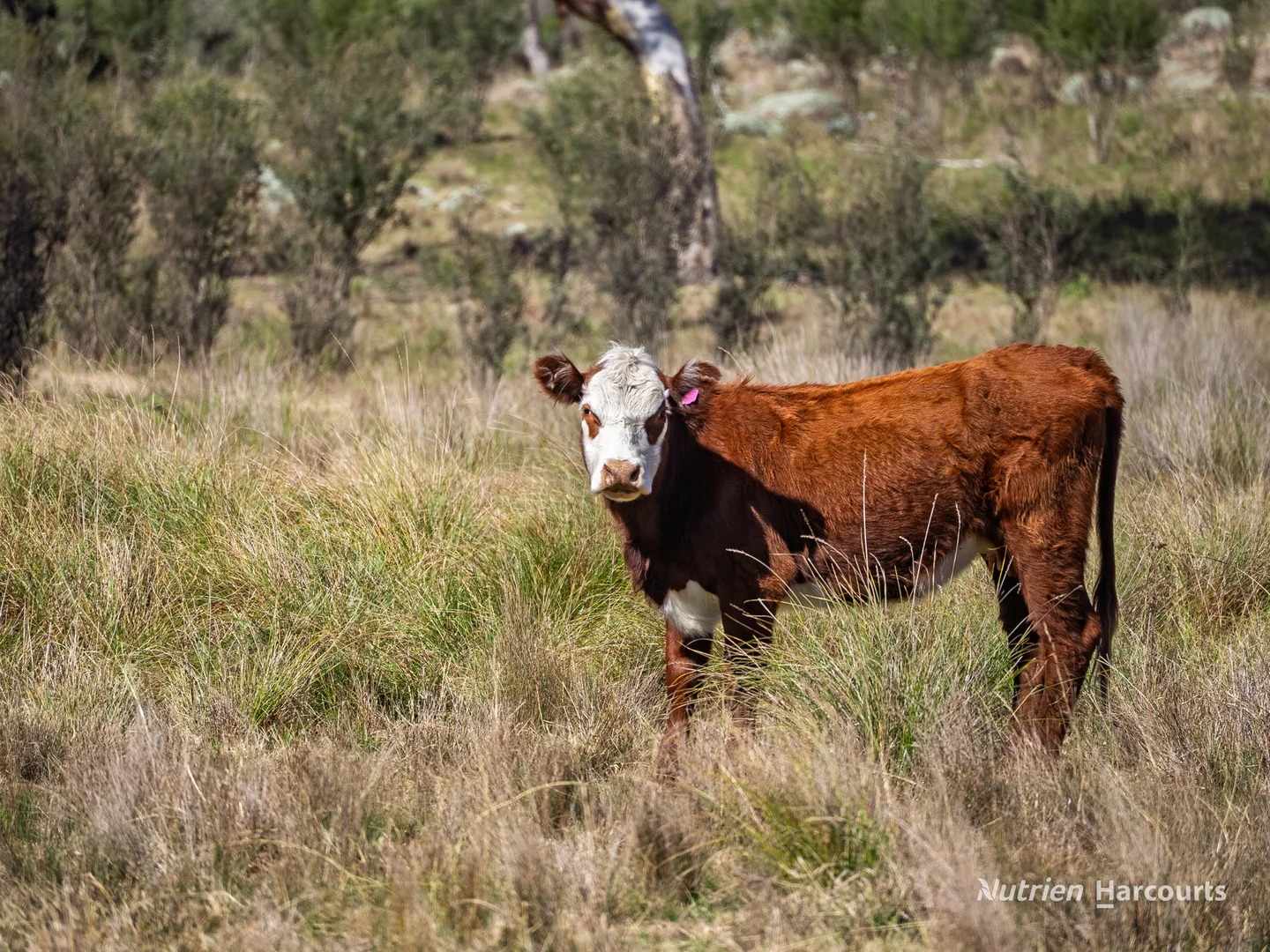 Additional image 28 of Rocky Glen Road, Kingstown NSW 2358