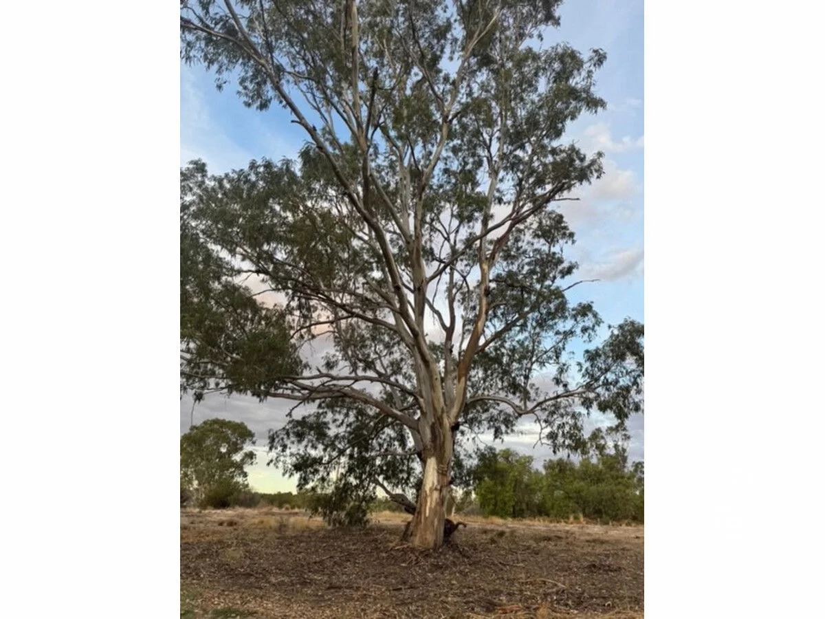 Image 12