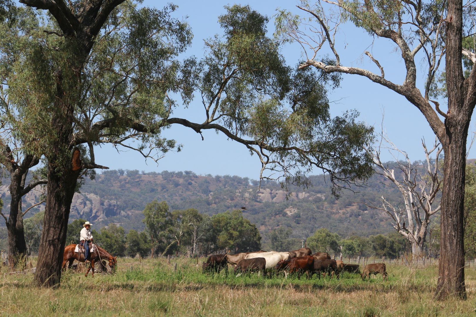 192 Yarrandi Road, Scone NSW 2337, Image 2