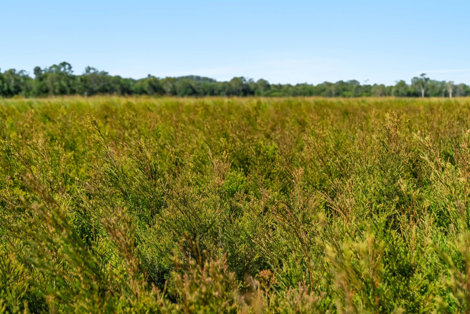 Additional image 25 of 1190 Bungawalbin Whiporie Road, Bungawalbin NSW 2469