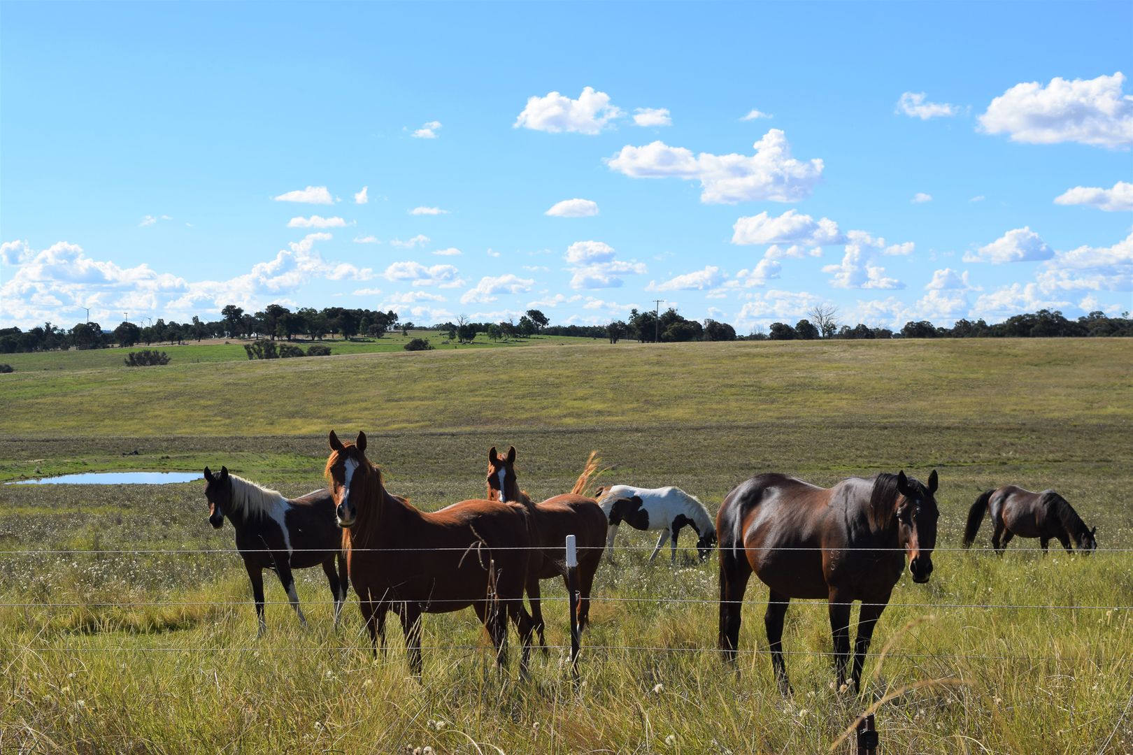 Rural in 193 Moorbys Lane, BOWNING NSW, 2582