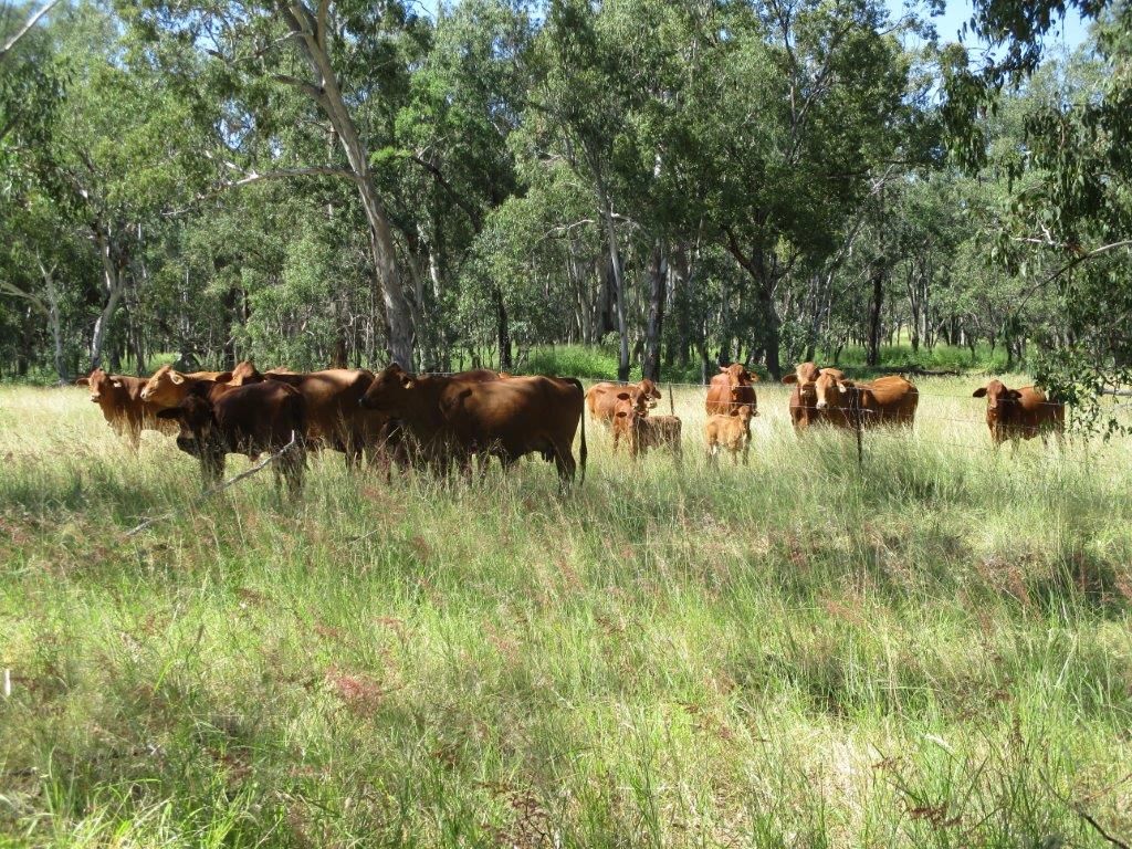 2519 ACRES GRAZING PROPERTY, Dulacca QLD 4425, Image 0