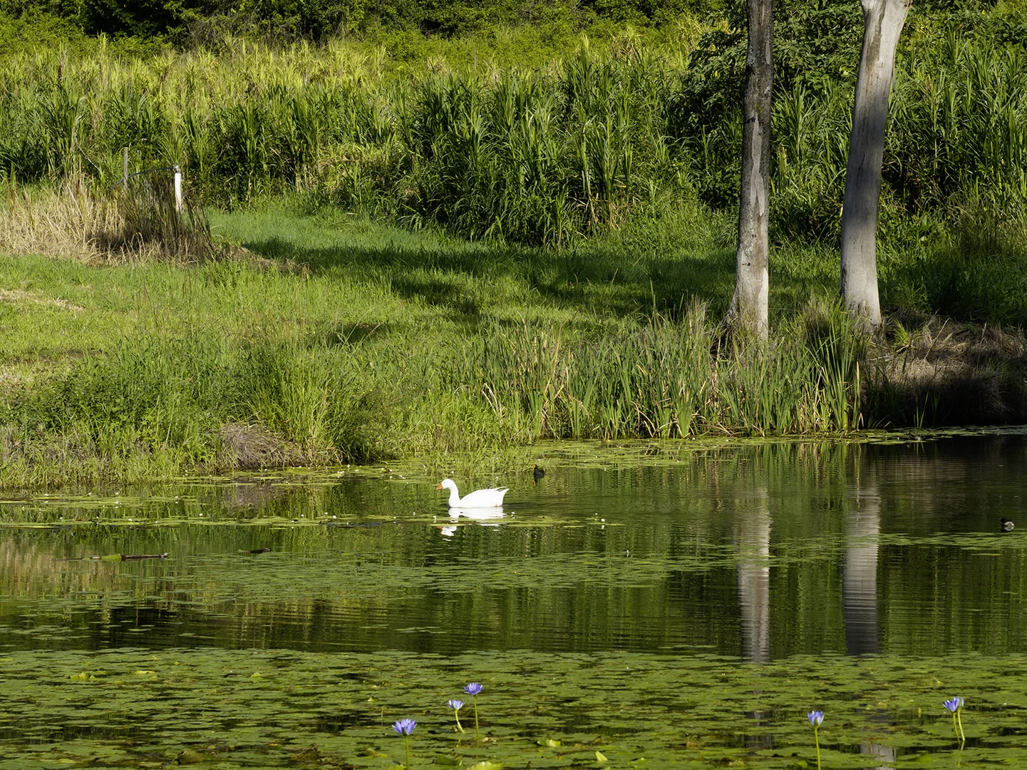 Image 28