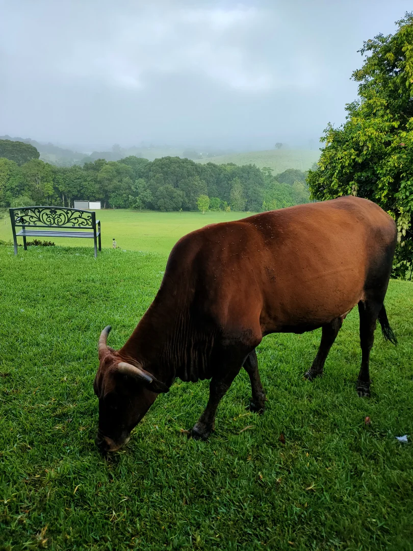 Additional image 29 of 17 Cahill Close, Peeramon QLD 4885