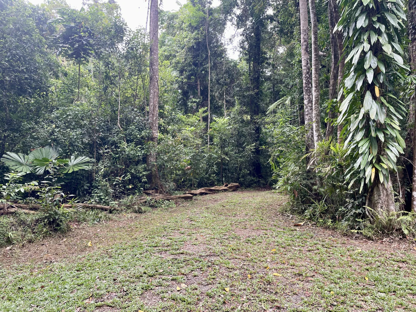 Additional image 18 of Lot 460 Black Bean Road, Daintree QLD 4873