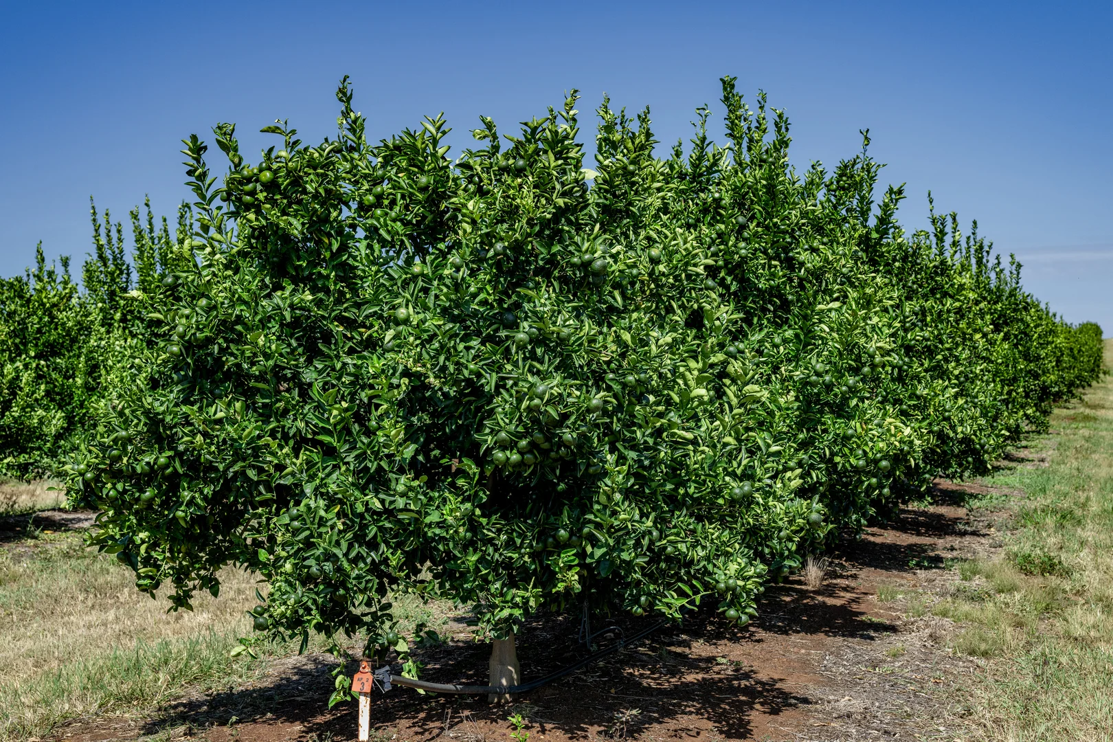 Additional image 23 of Lot 85 Glenrae Dip Road, Boynewood QLD 4626