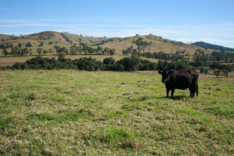 Lot 2, 450 Chichester Dam Road, DUNGOG NSW 2420, Image 2
