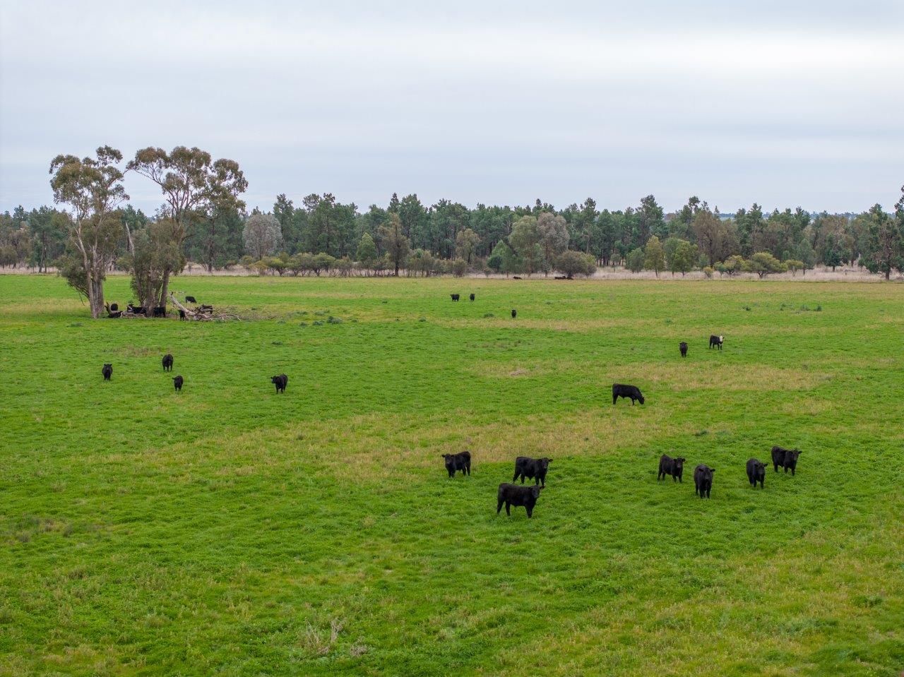 'Lyndhurst' 639 Rannock Road, Coolamon NSW 2701, Image 0