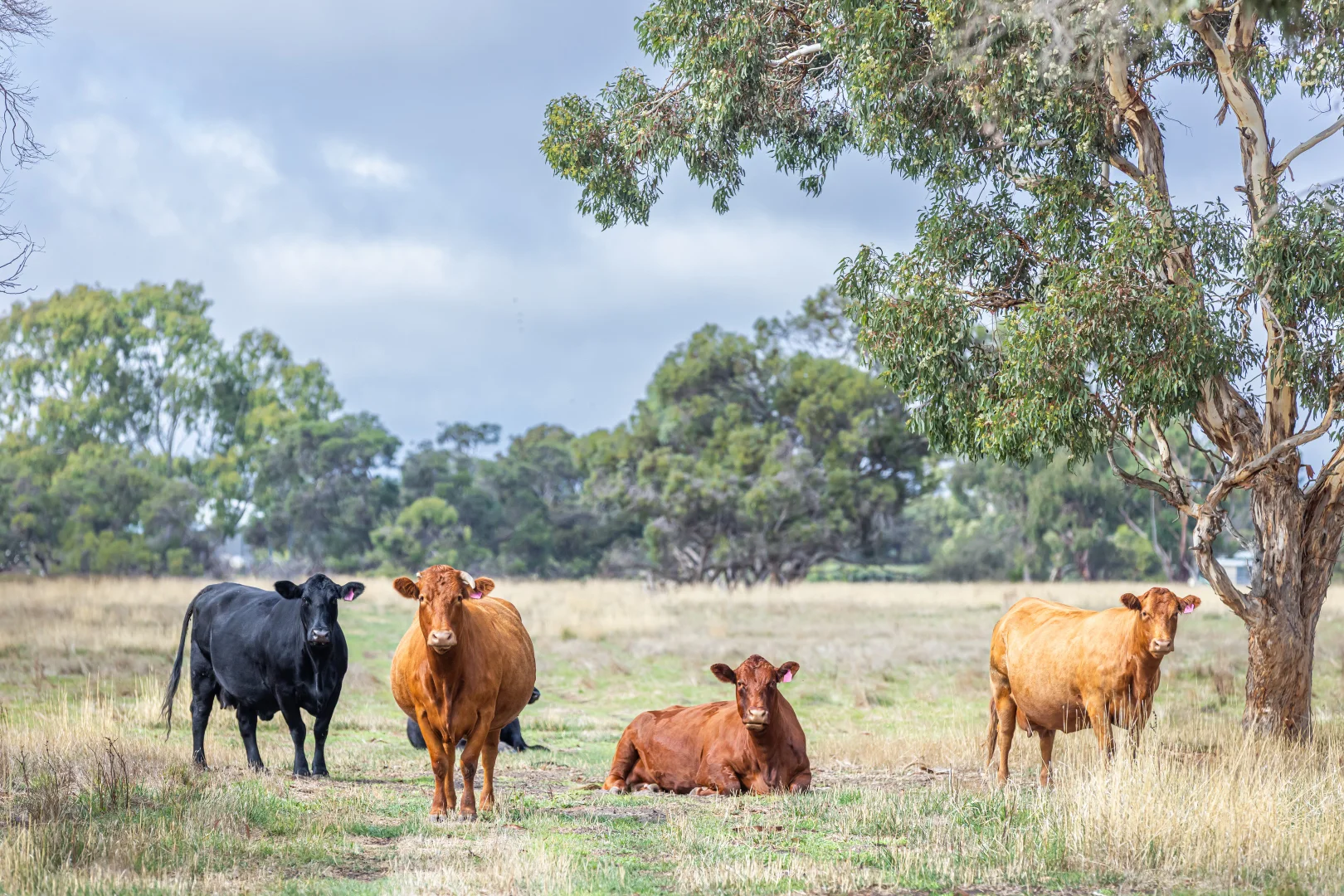 Additional image 11 of 3258 Riddoch Highway, Willalooka SA 5267