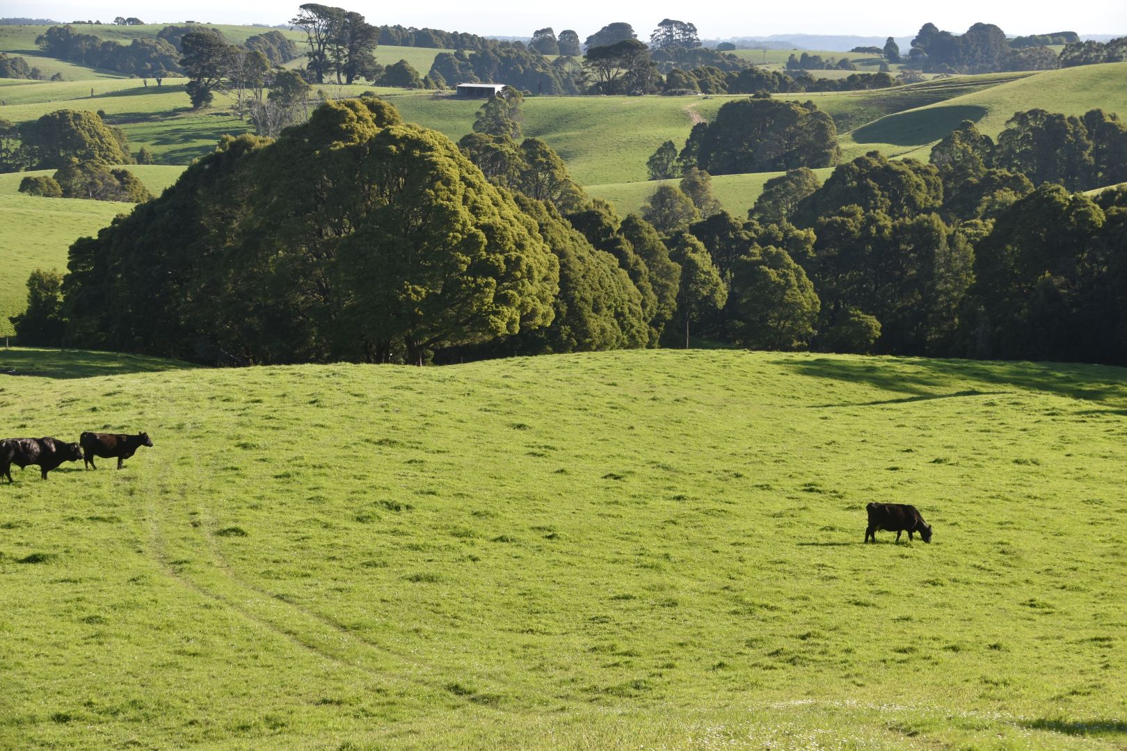 10 Old Main Road, Beech Forest VIC 3237, Image 1