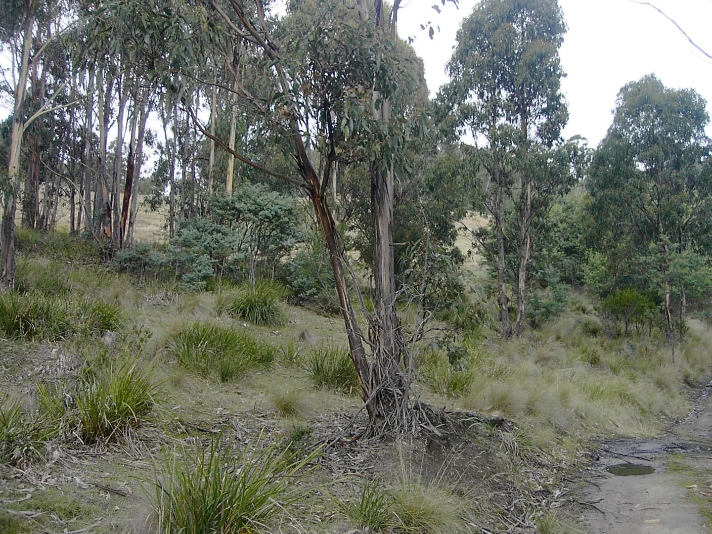 Additional image 6 of 420 Springhill Bottom Road, Colebrook TAS 7027