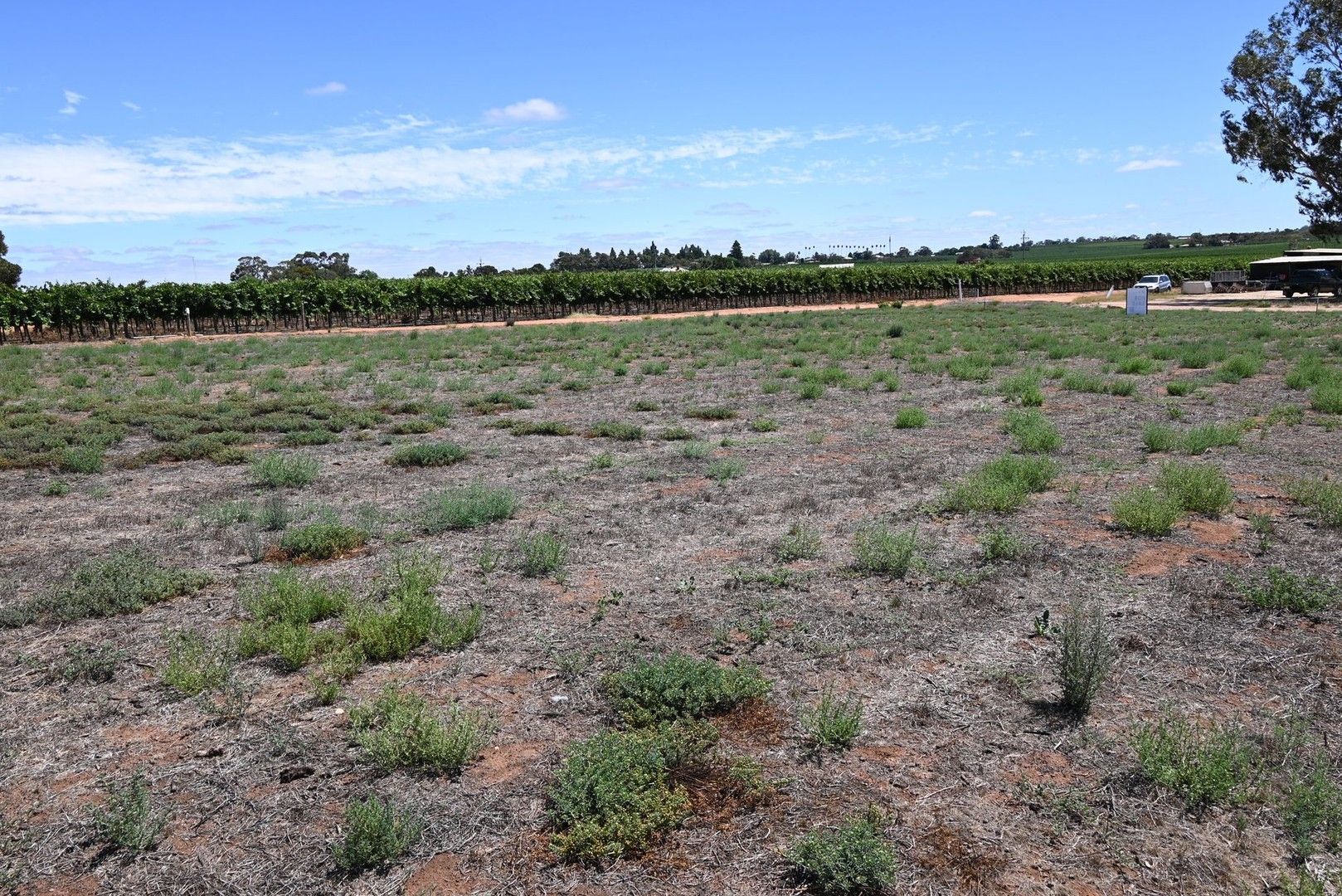 Lot 52 Blake Road, Waikerie SA 5330, Image 0