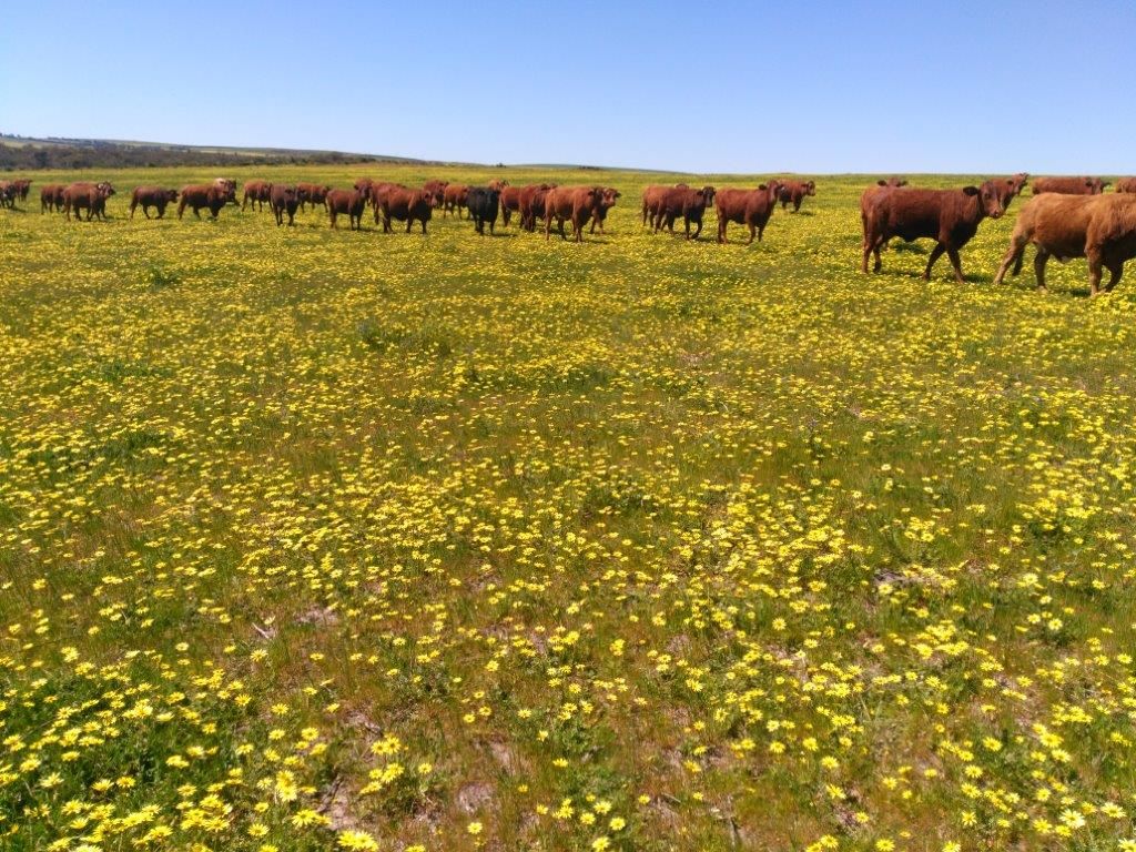 Cantabilling Road 'Gnunmarra Springs', Badgingarra WA 6521, Image 0