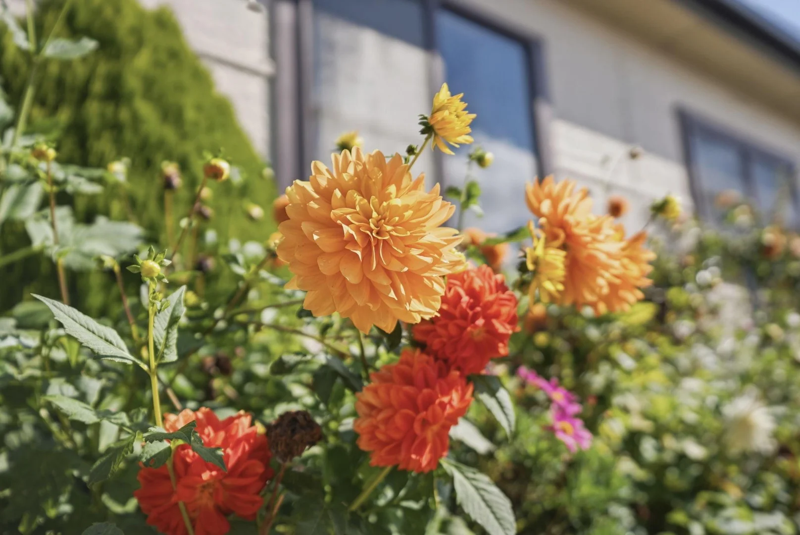 Additional image 26 of 4 Main Street, Winnaleah TAS 7265