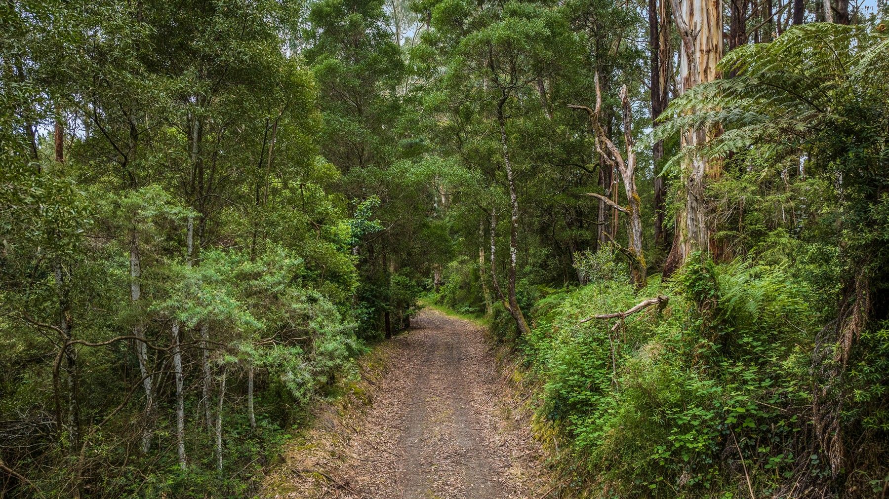 700 Old Beech Forest Road, Beech Forest VIC 3237, Image 0