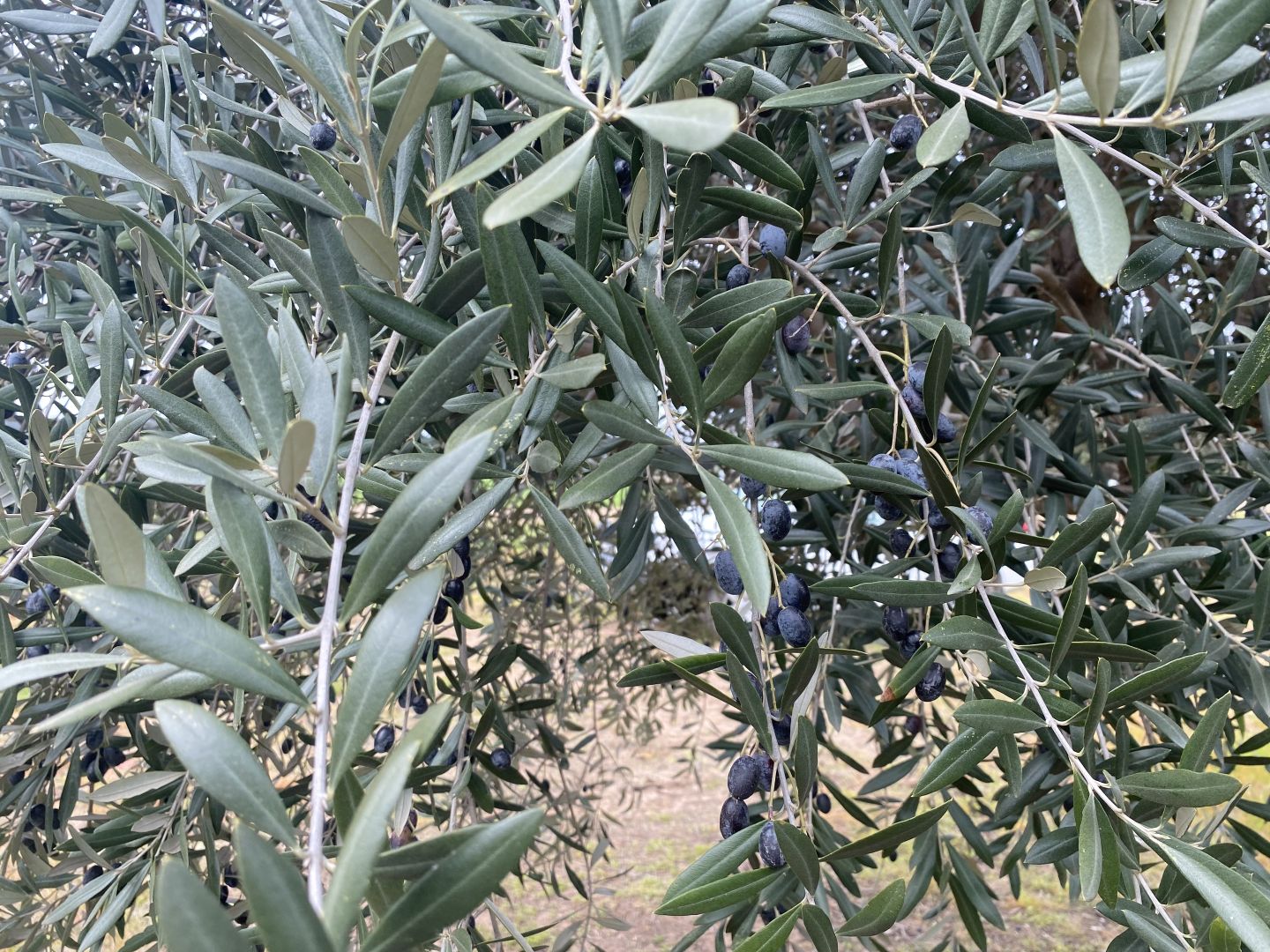 * Melilanda Olives, Berrigal NSW 2390, Image 2