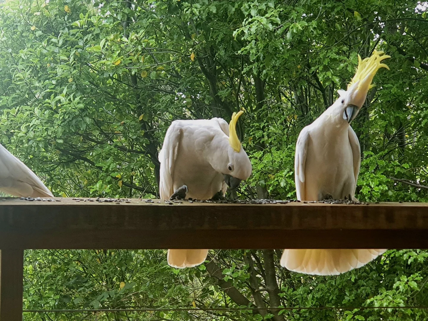 Additional image 7 of Rawson VIC 3825