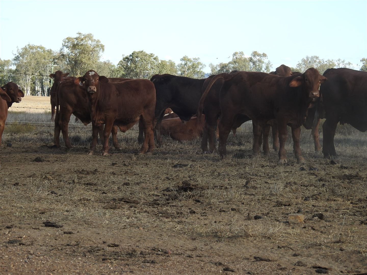 Mundubbera QLD 4626, Image 1