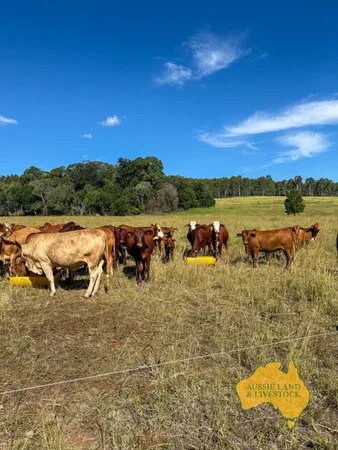 Additional image 66 of 268 Back Creek Road, Stalworth QLD 4613