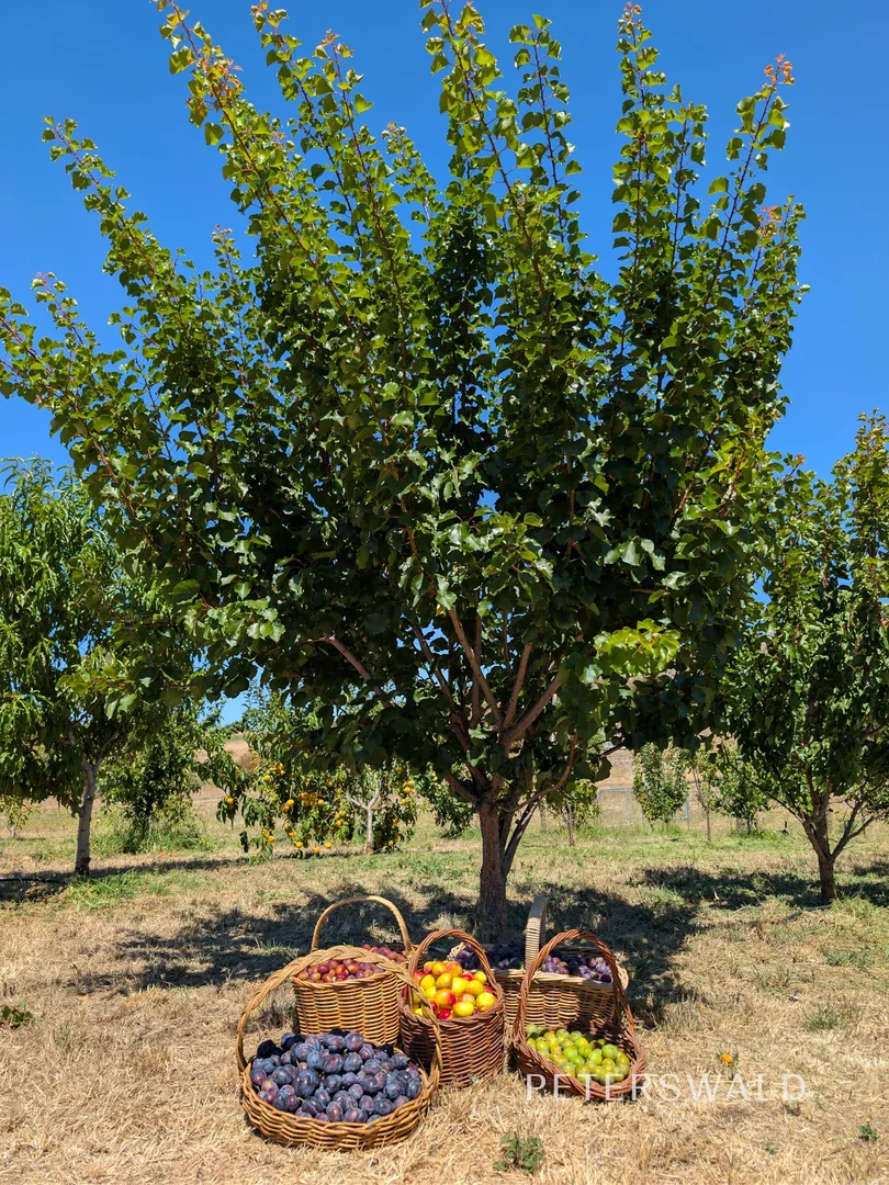 Additional image 24 of 38 Jacombe Street, Richmond TAS 7025