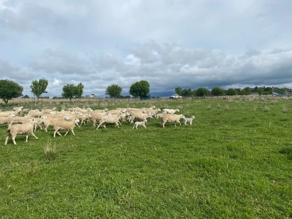 Additional image 16 of 75 Whiley Road, Spring Hill NSW 2800