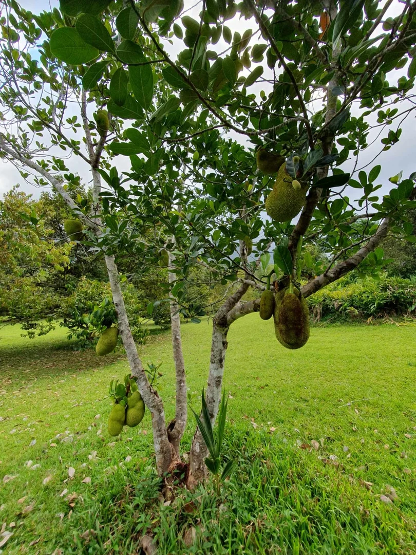 Additional image 19 of 52 Kingfisher Lane, Whyanbeel QLD 4873