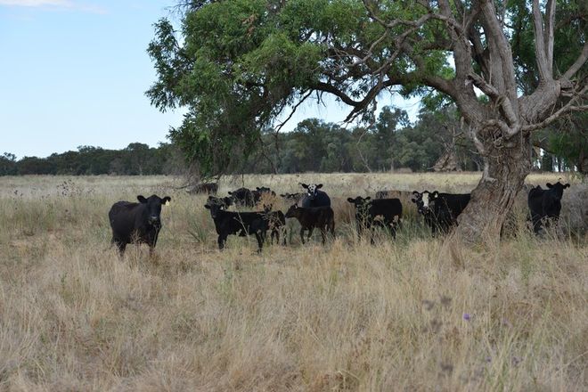 Picture of 1896 Boxridge Road, PURLEWAUGH NSW 2357