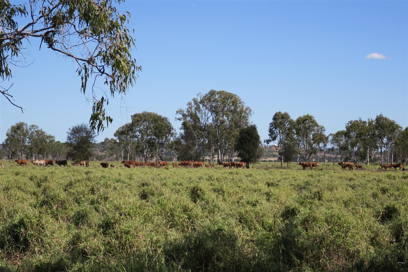 71 Fairy Bower Road, Nine Mile QLD 4702, Image 0