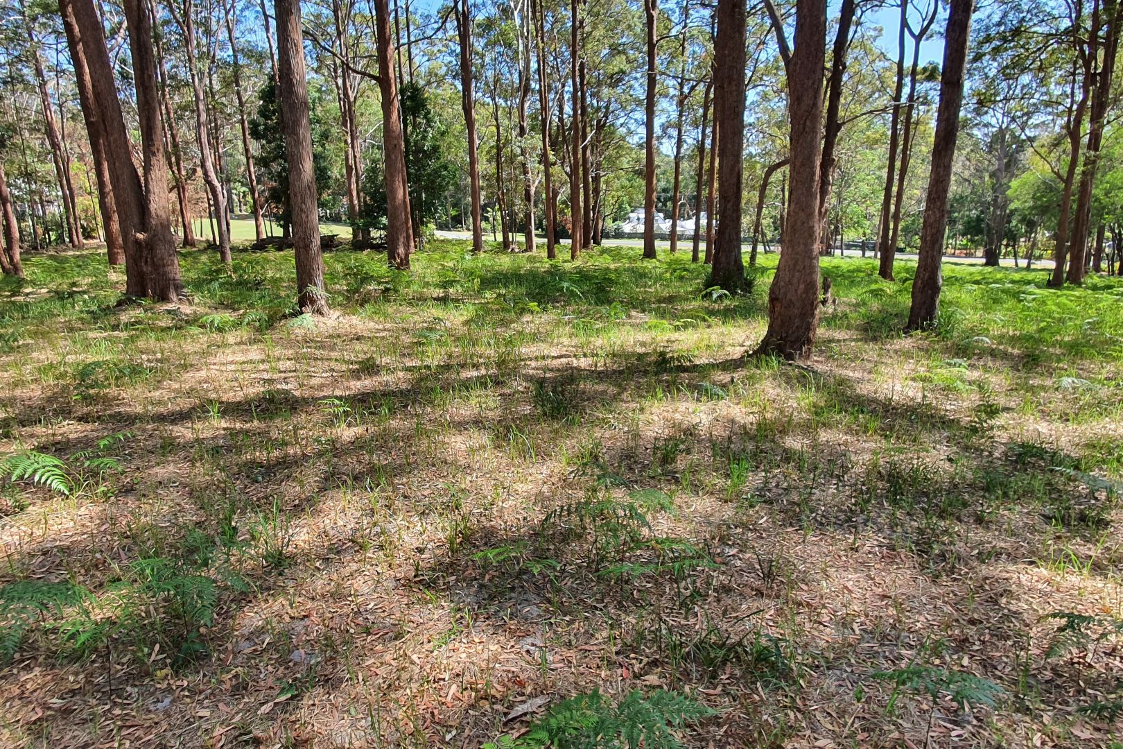 43 Wattlebird Drive, Doonan QLD 4562, Image 2