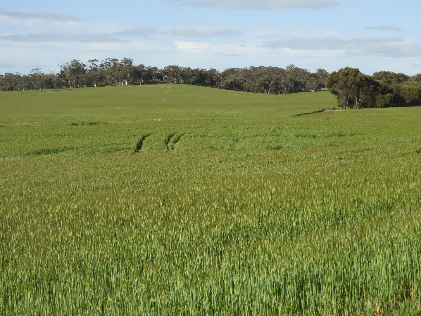 York Williams Road, Pumphrey's Bridge, West Pingelly WA 6308, Image 1