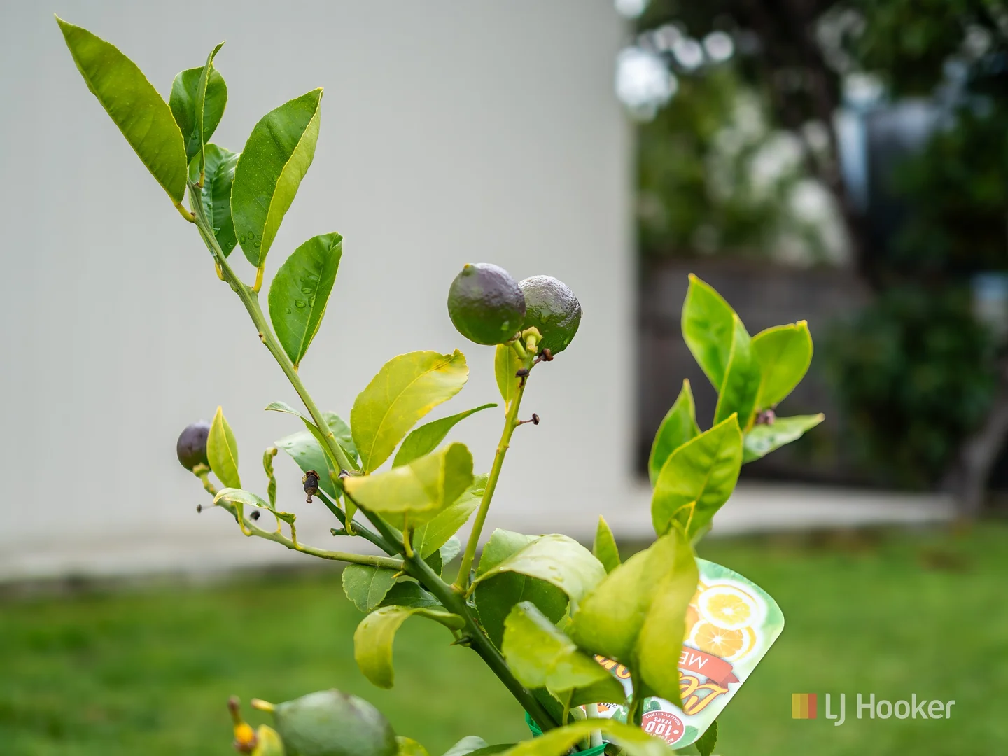 Additional image 19 of 8 Ward Street, Wynyard TAS 7325