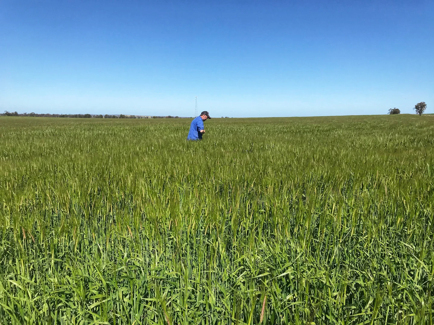 Additional image 9 of Rosewood Aggregation 7033 The Gipps Way, Condobolin NSW 2877