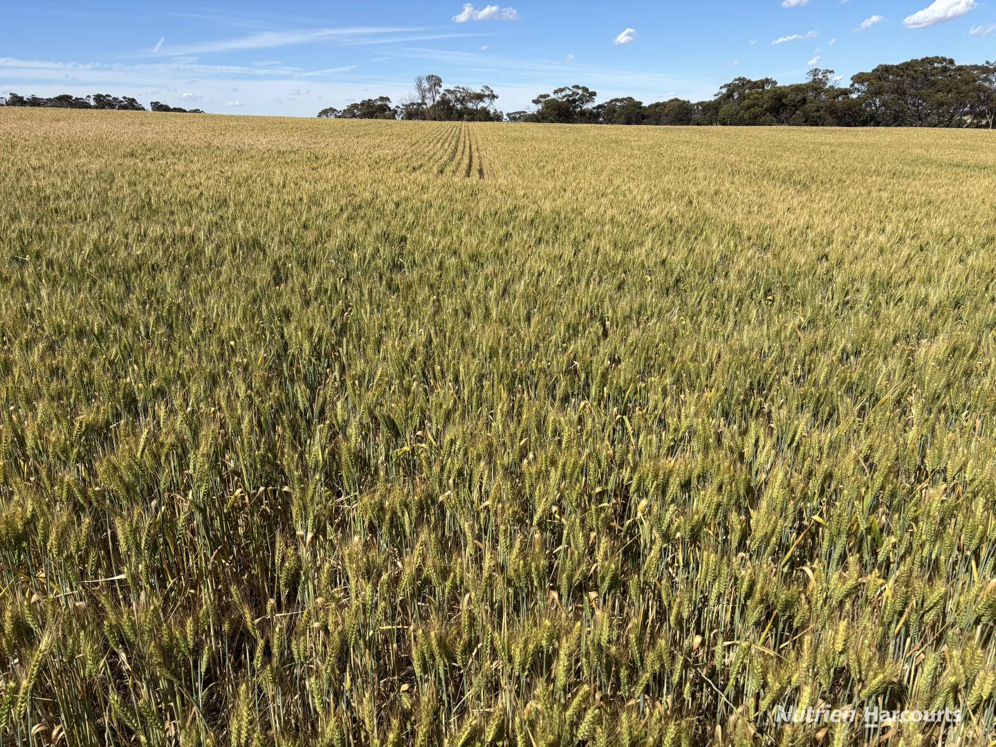 Image 15