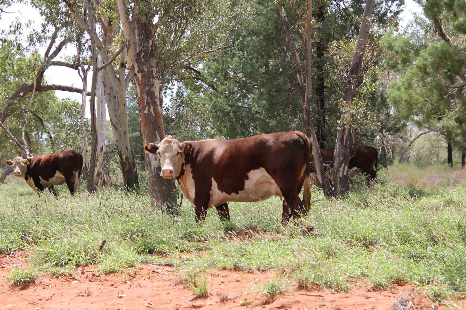 . BALONNE HWY, St George QLD 4487, Image 0