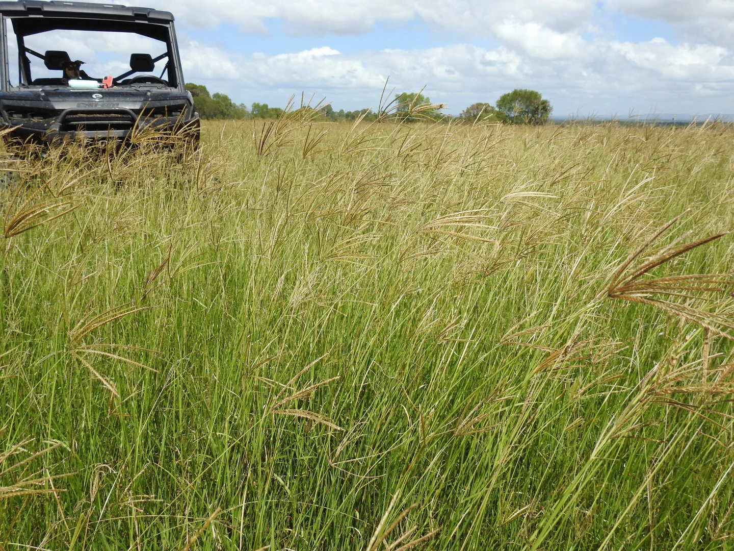 Additional image 17 of Lot 119 Ellangowan Myrtle Creek Road, Ellangowan NSW 2470